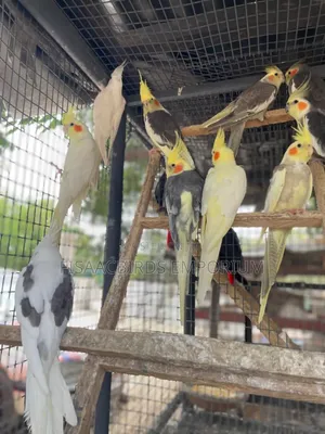 Cockatiels Different Colors.