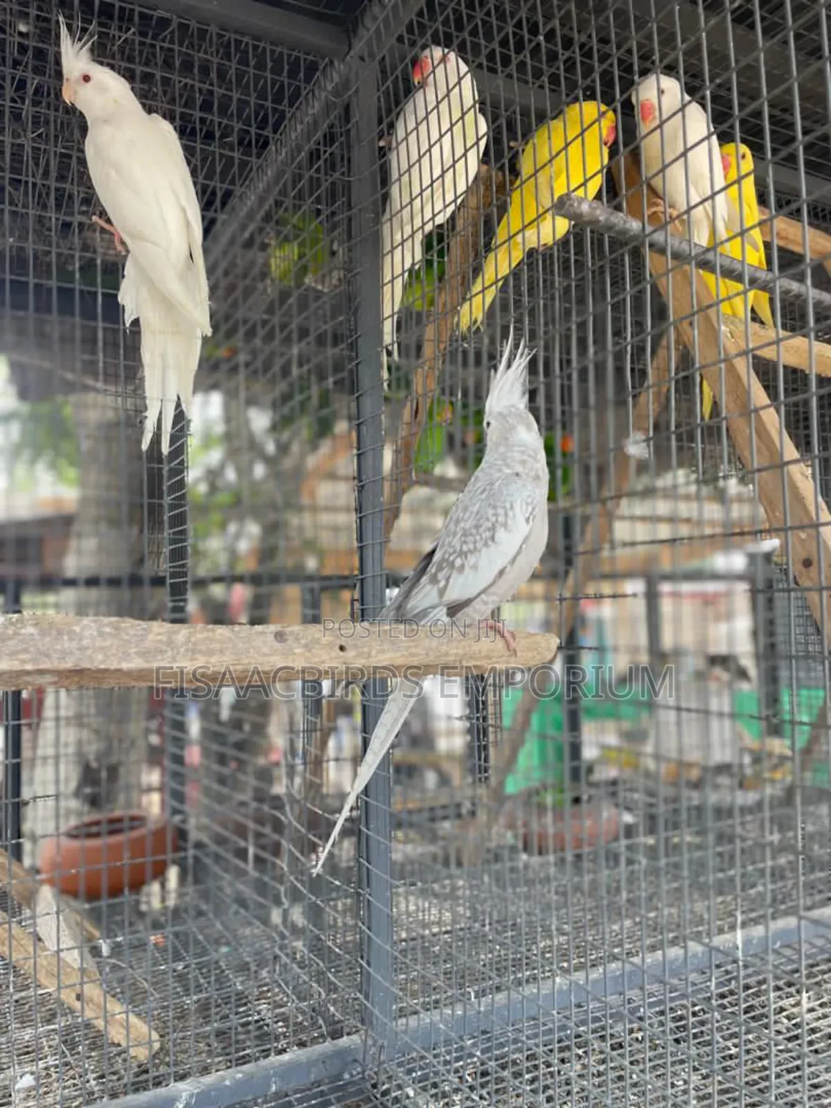 Cockatiels Different Colors.