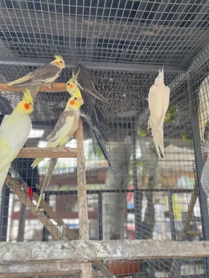 Cockatiels Different Colors.