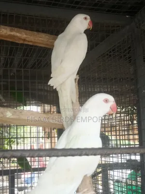 Exotic White/Lutino Ndian Ringneck Parakeet