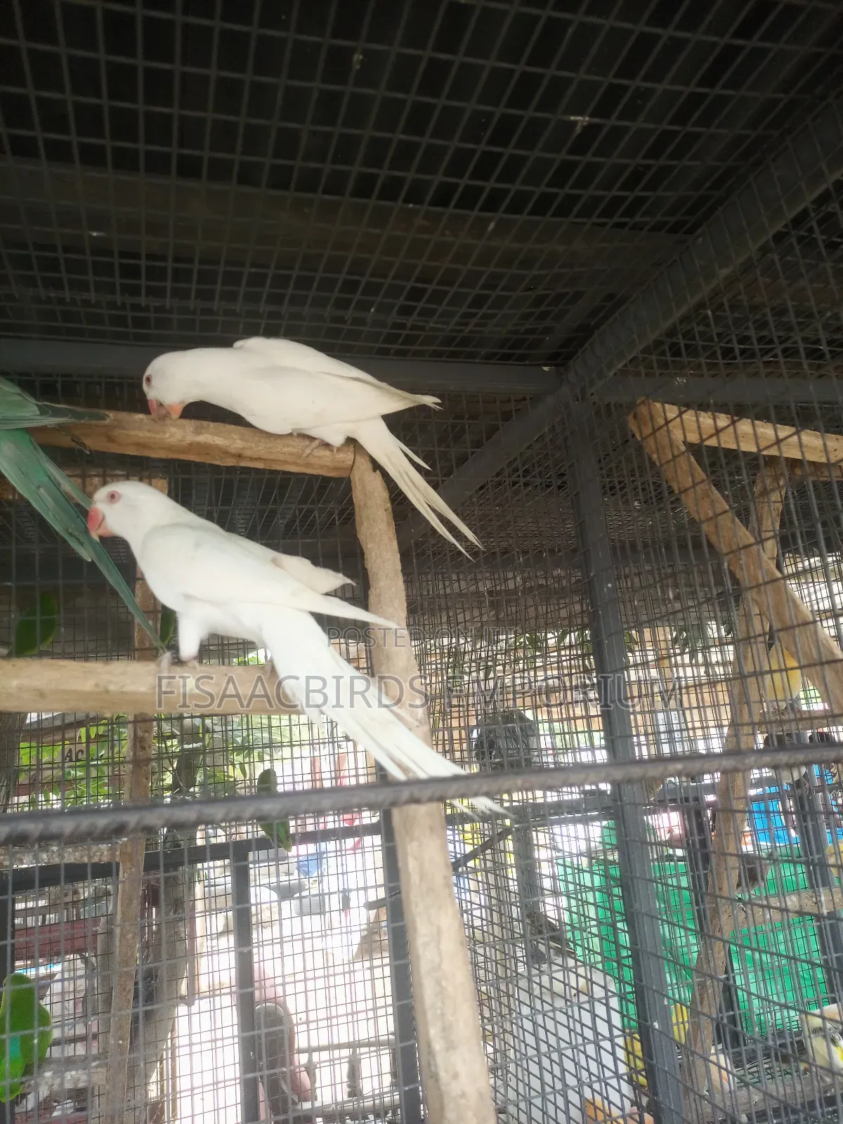 Exotic White/Lutino Ndian Ringneck Parakeet