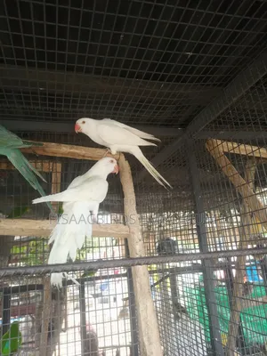 Exotic White/Lutino Ndian Ringneck Parakeet