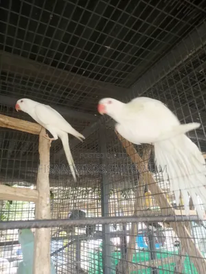Exotic White/Lutino Ndian Ringneck Parakeet