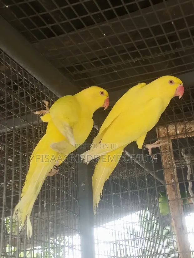 Exotic Lutino/Yellow Indian Parakeet in Tema Metropolitan Birds