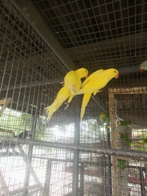Exotic Lutino/Yellow Indian Parakeet