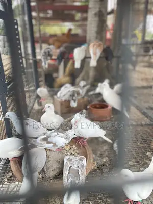 Barbary Doves