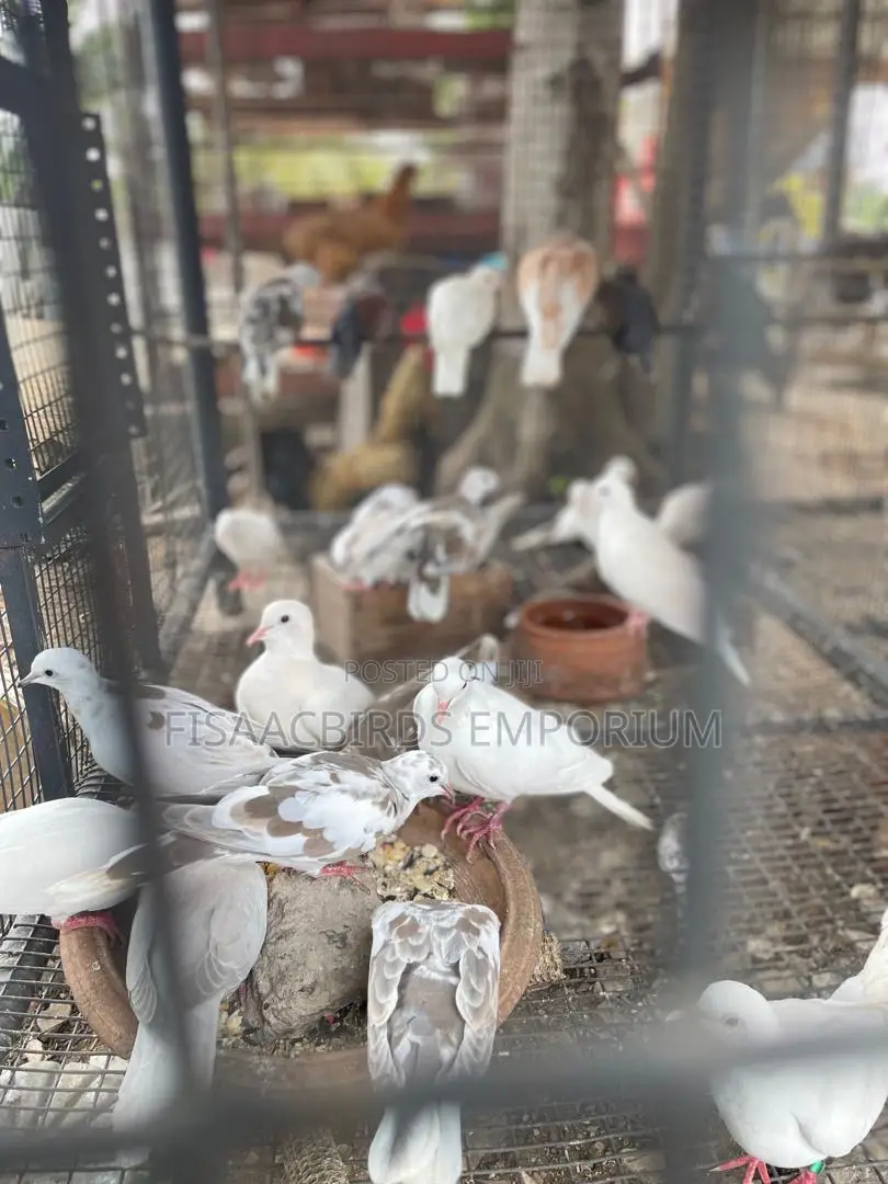 Barbary Doves