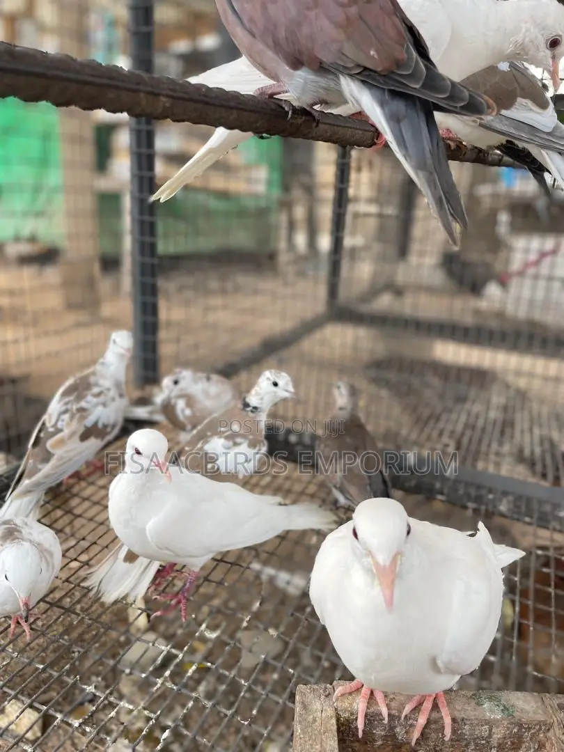Barbary Doves