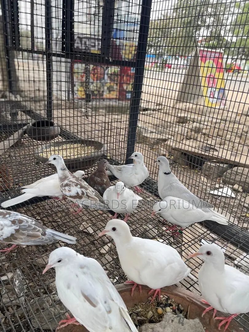 Barbary Doves