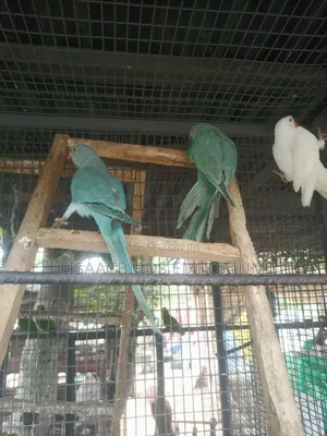 Exotic Blue Indian Ringneck Parakeet