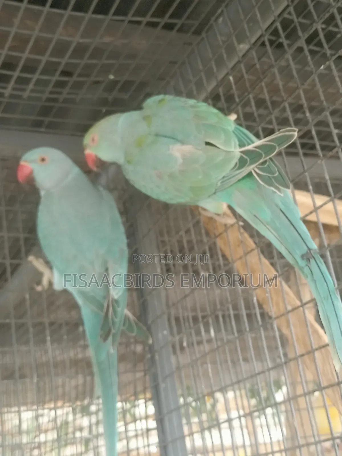 Exotic Blue Indian Ringneck Parakeet