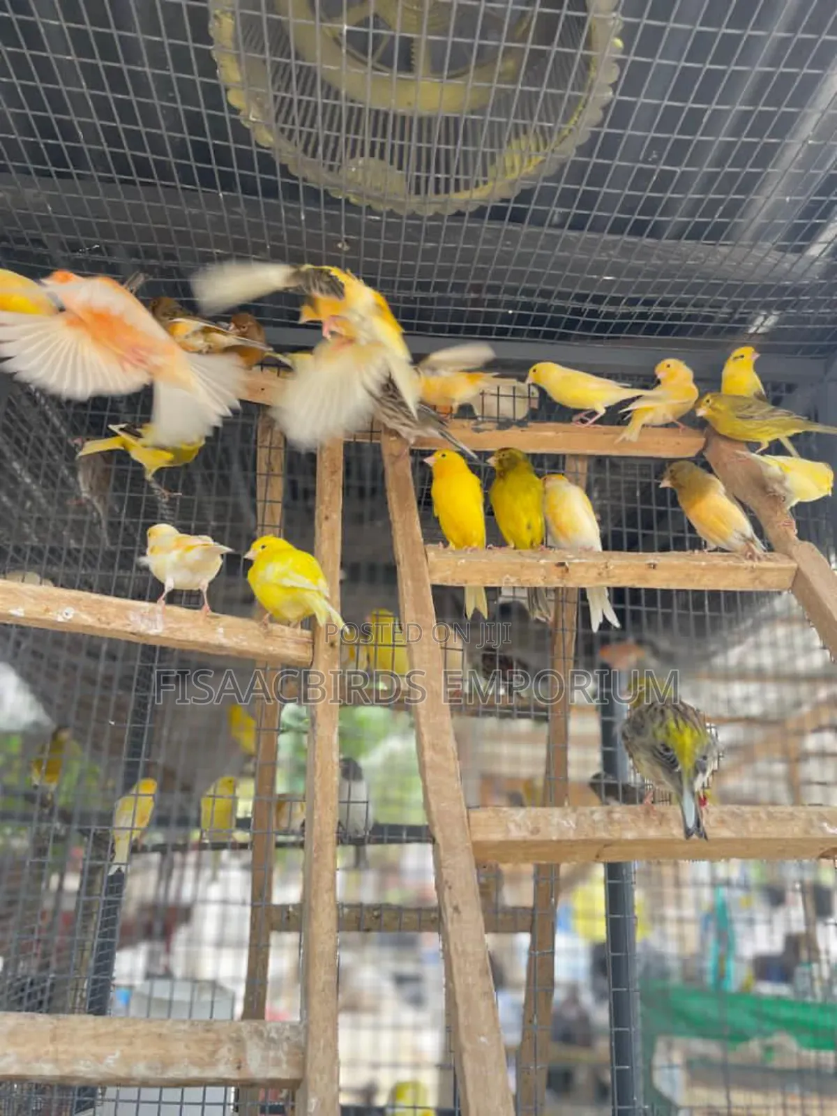 All Canaries Colors