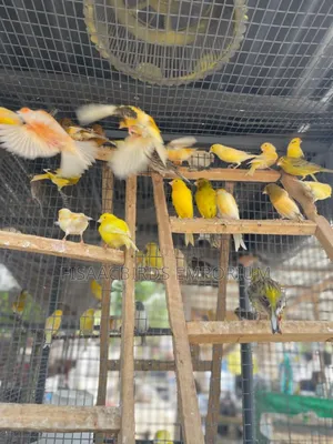 All Canaries Colors