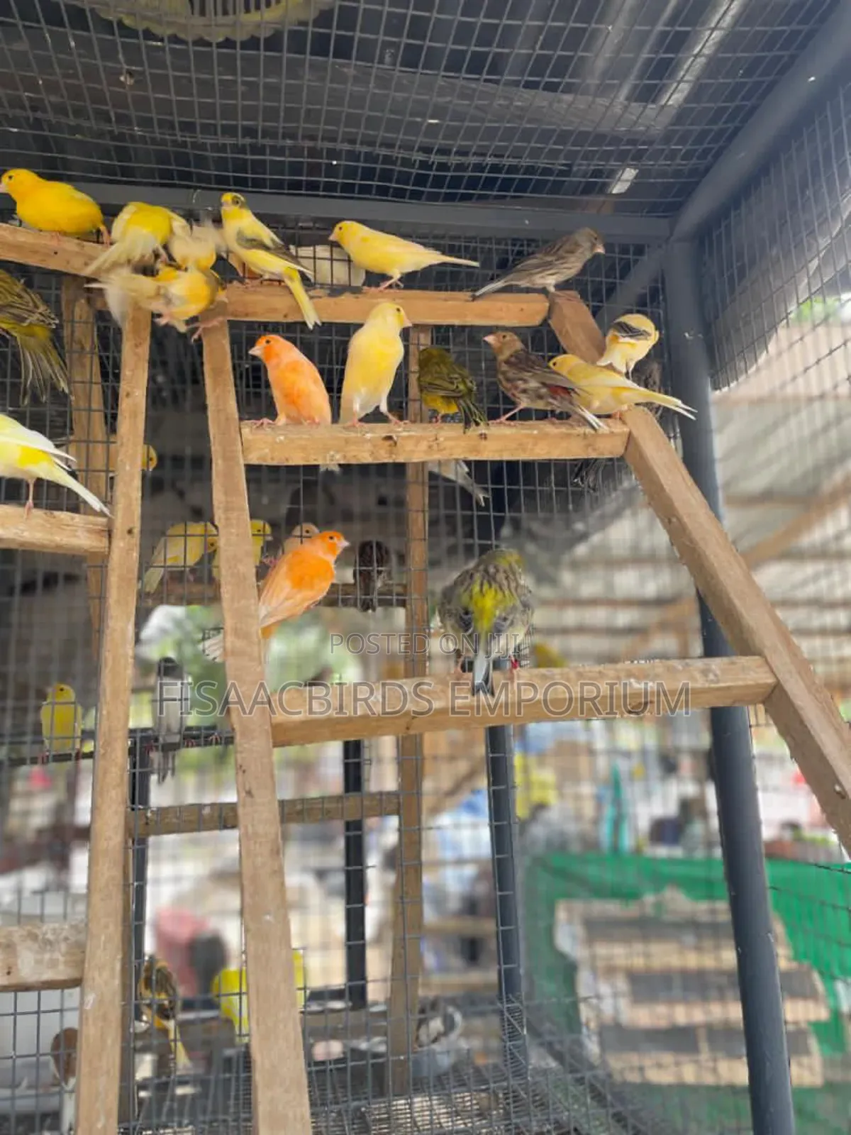 All Canaries Colors