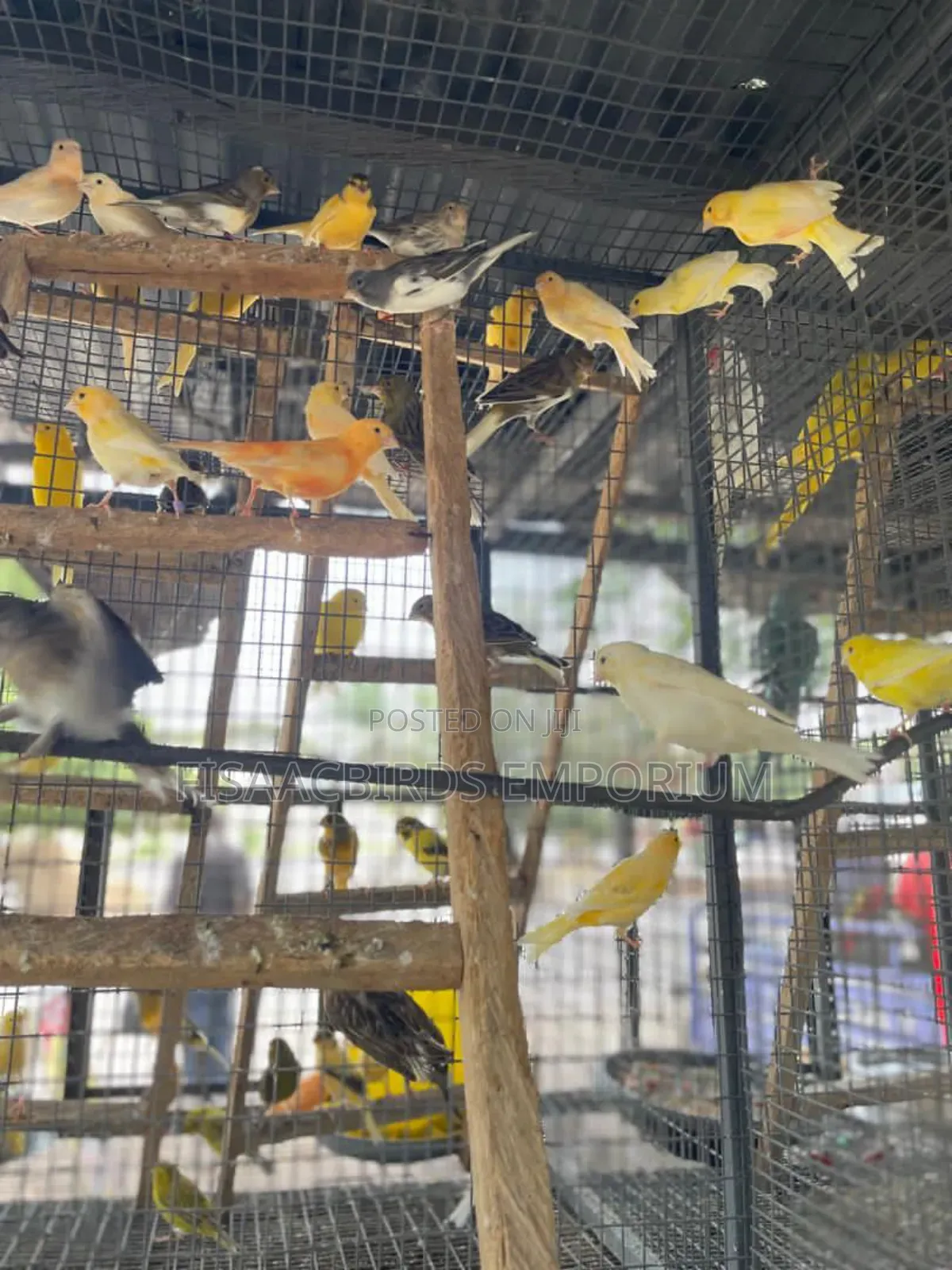 All Canaries Colors