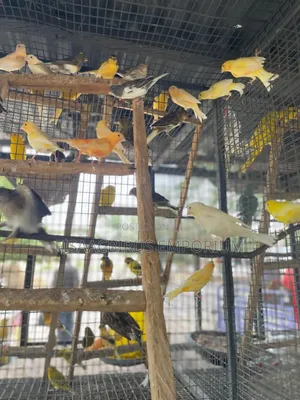 All Canaries Colors