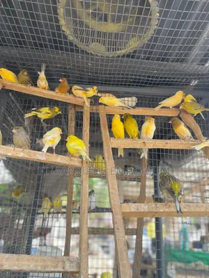 All Canaries Colors