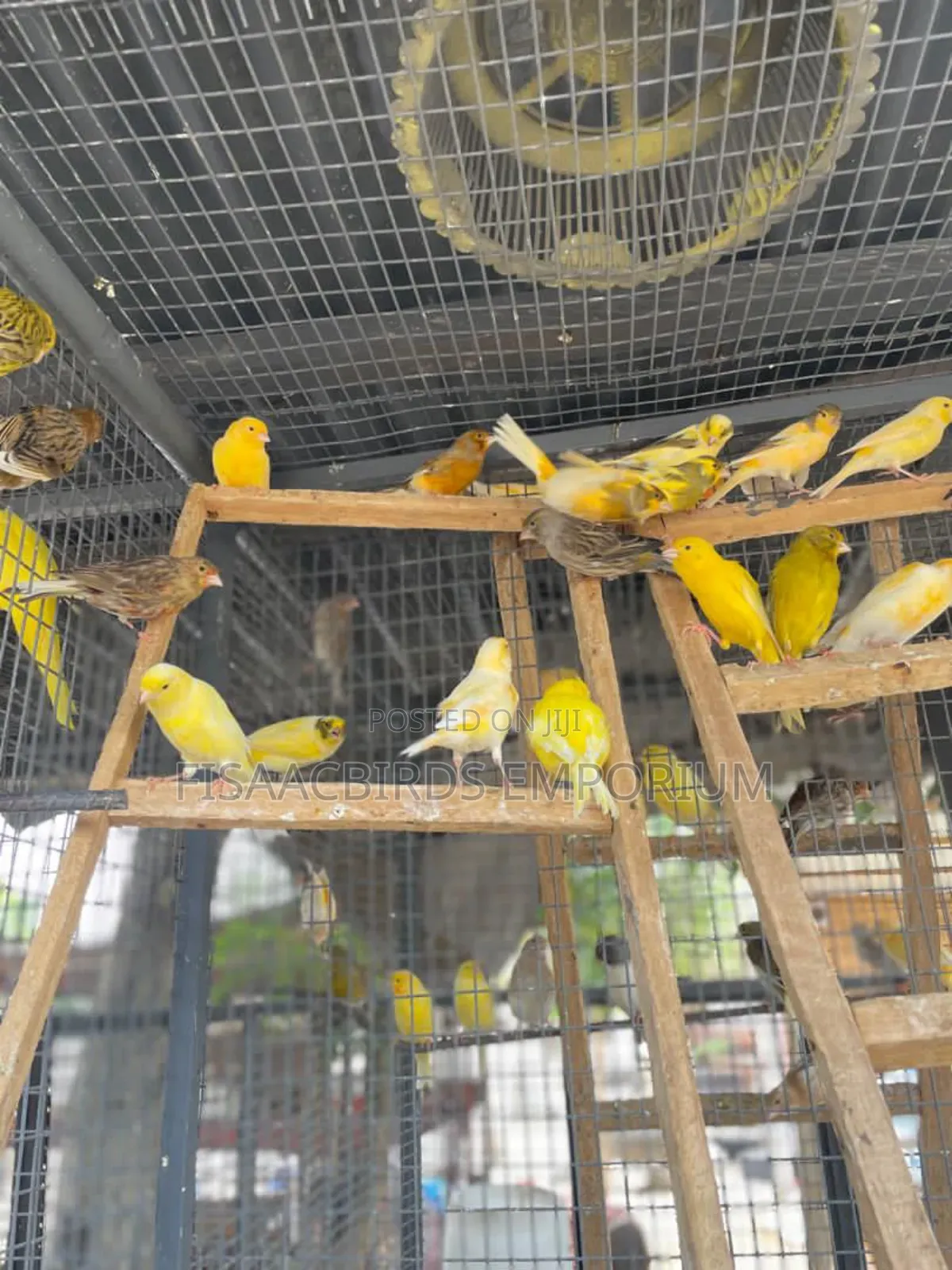 All Canaries Colors