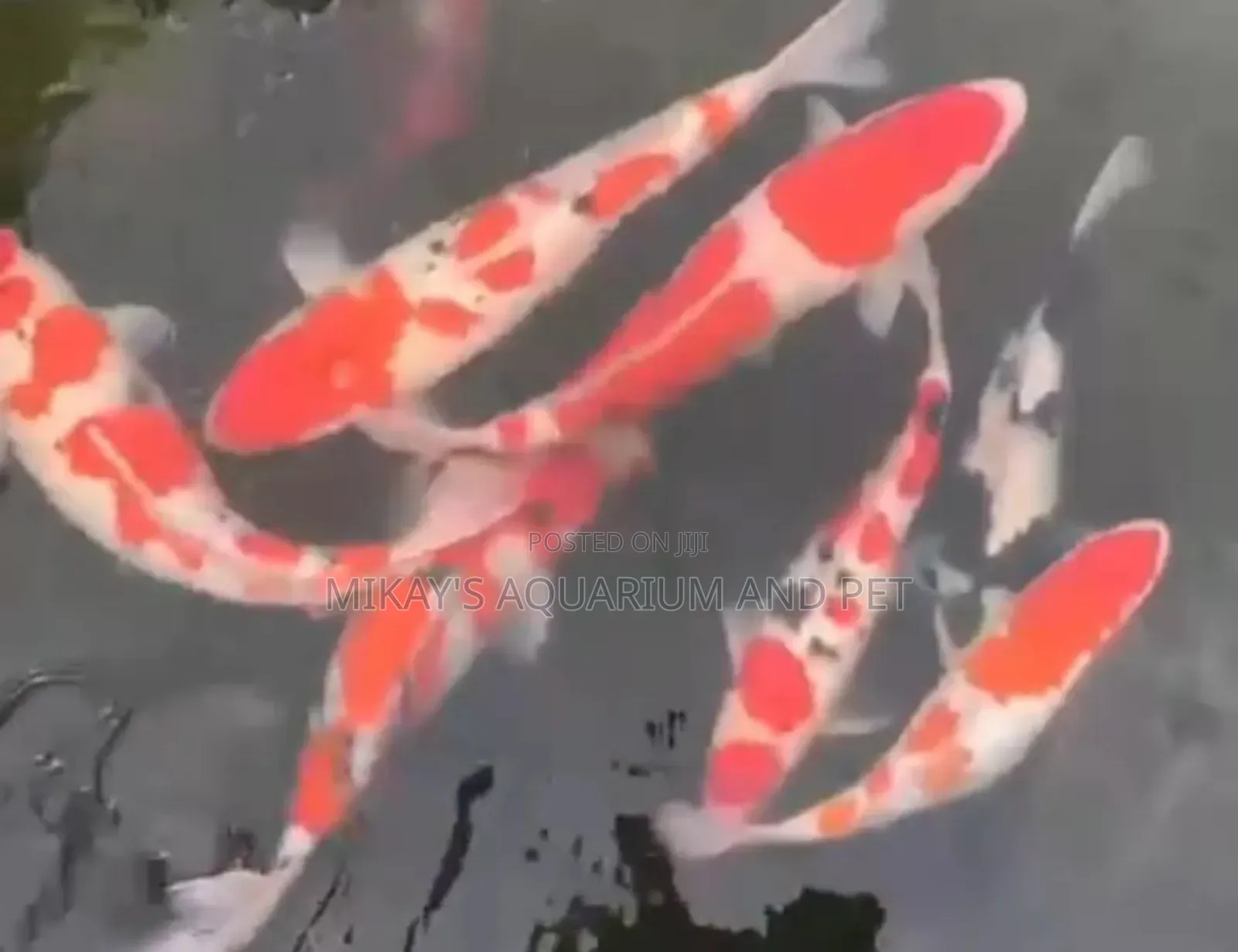 Koi Fishes