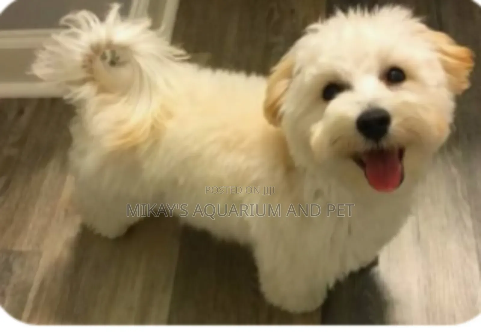 Maltese Poodle Dogs