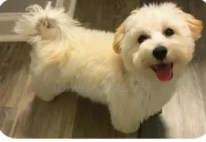 Maltese Poodle Dogs