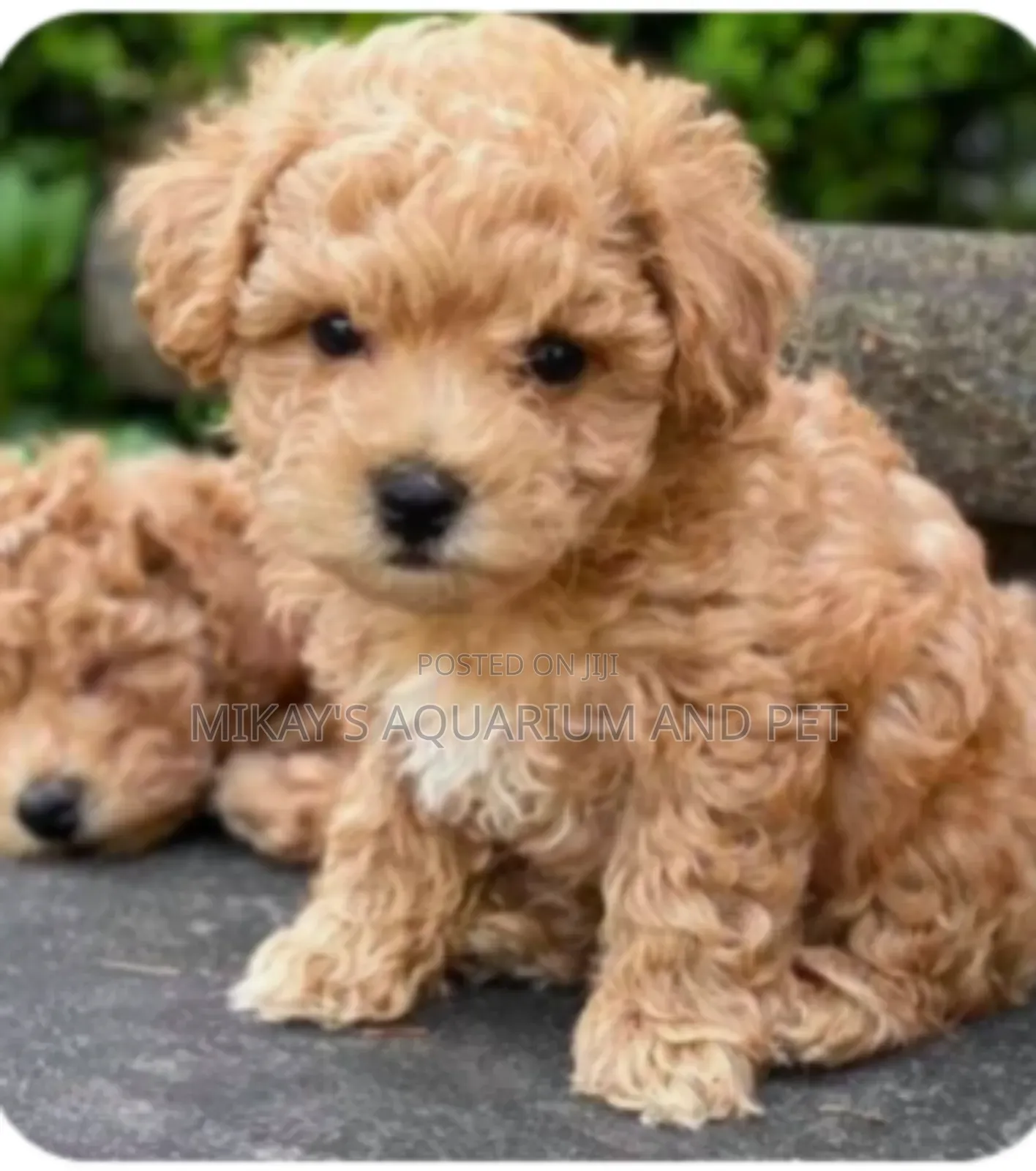 Maltese Poodle Dogs