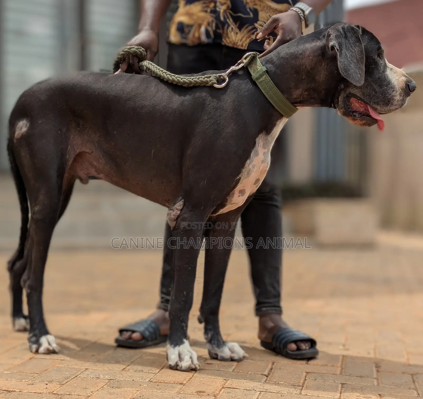 3-6 months Female Purebred Great Dane