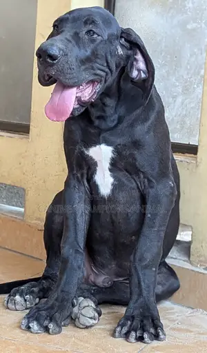 3-6 months Female Purebred Great Dane