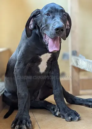 3-6 months Female Purebred Great Dane