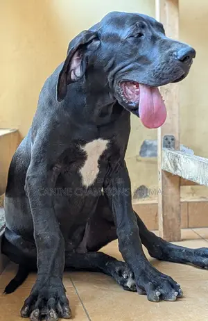 3-6 months Female Purebred Great Dane