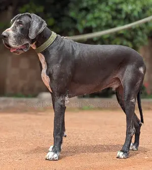 3-6 months Female Purebred Great Dane