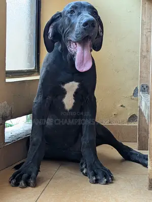 3-6 months Female Purebred Great Dane