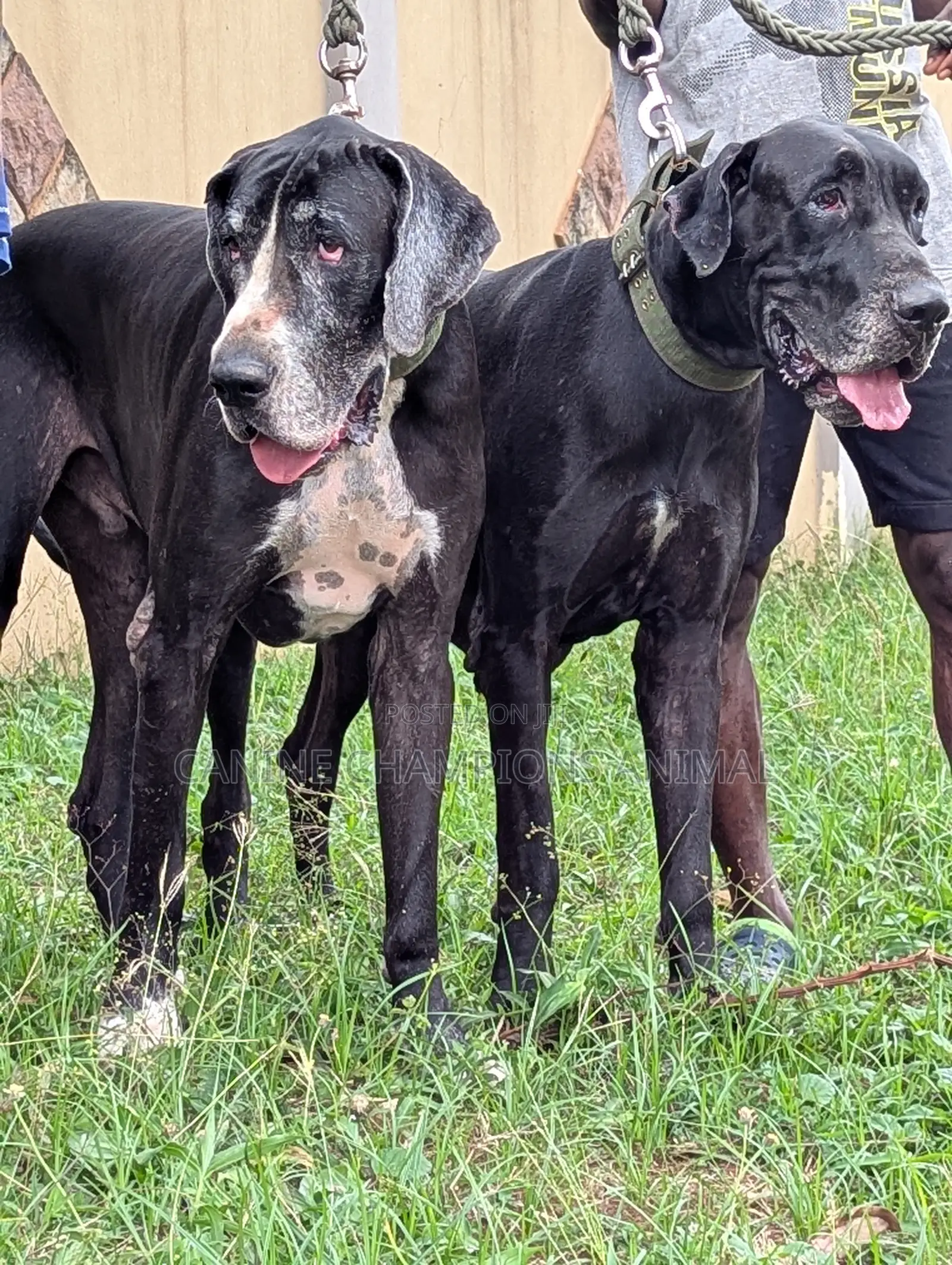 3-6 months Female Purebred Great Dane