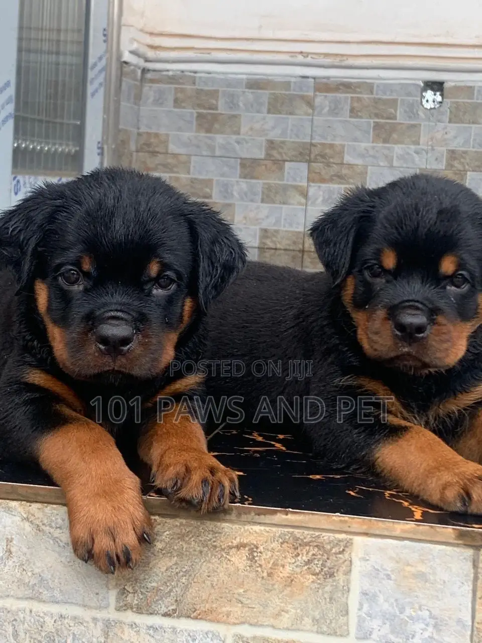 1-3 months Male Purebred Rottweiler