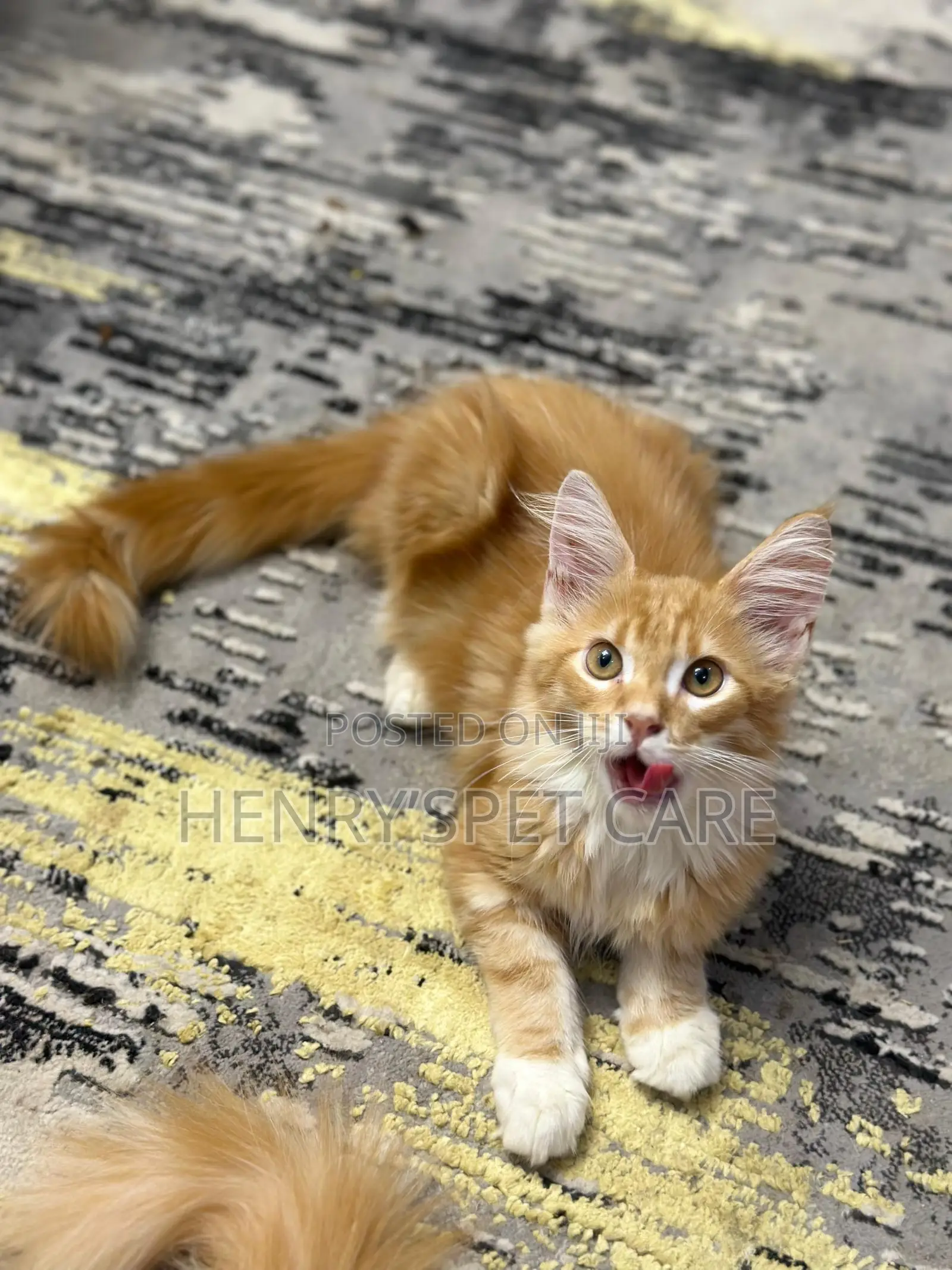 3-6 months Male Purebred Maine Coon