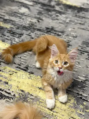 3-6 months Male Purebred Maine Coon