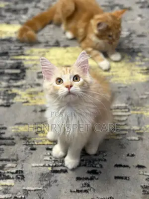3-6 months Male Purebred Maine Coon