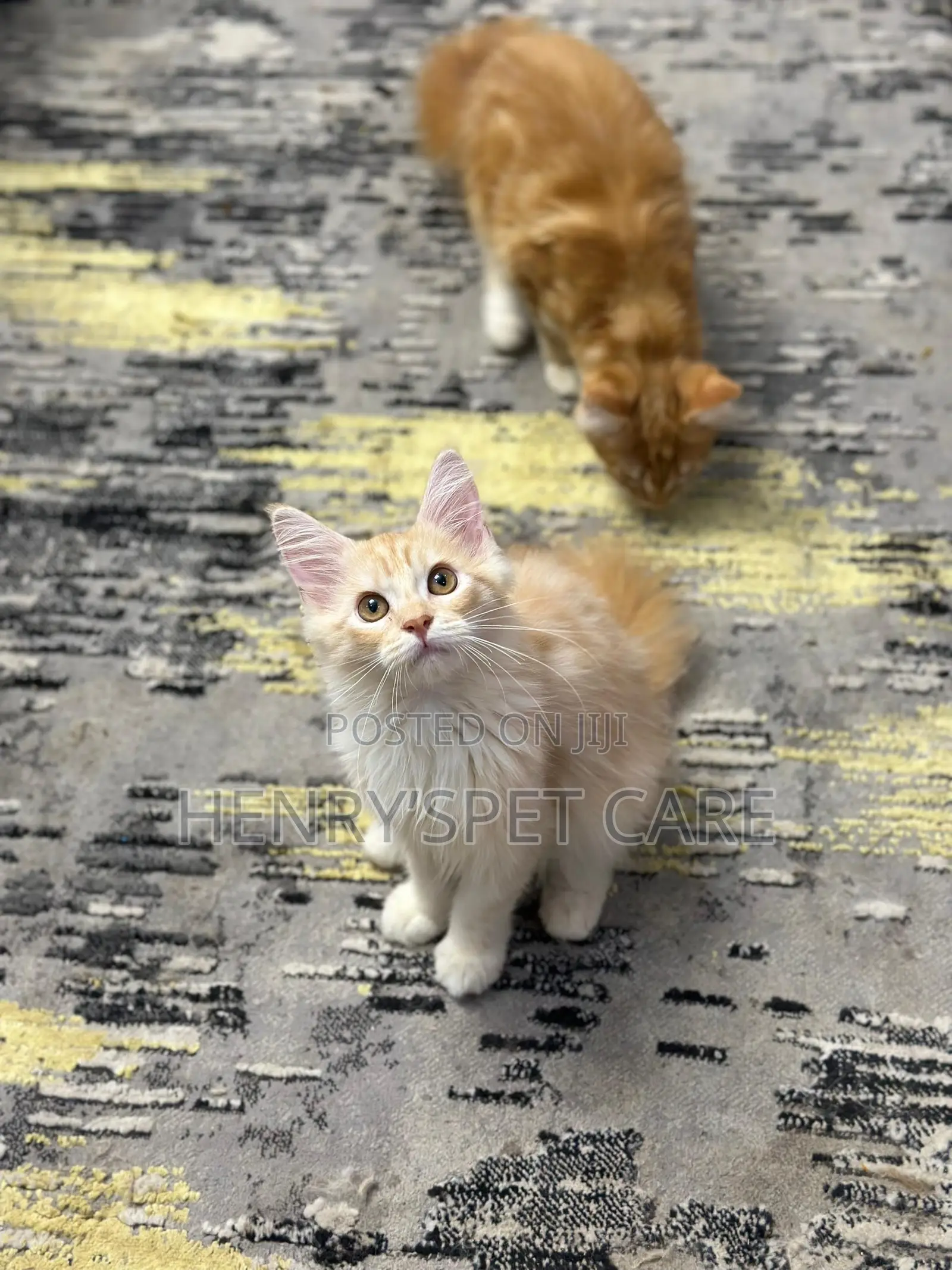3-6 months Male Purebred Maine Coon