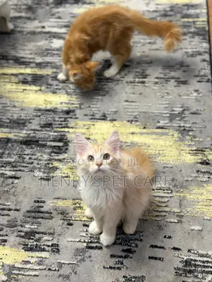 3-6 months Male Purebred Maine Coon