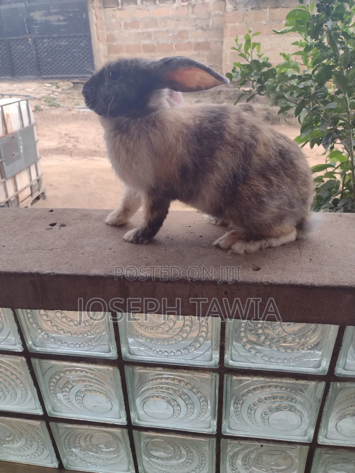Giant Male Rabbits