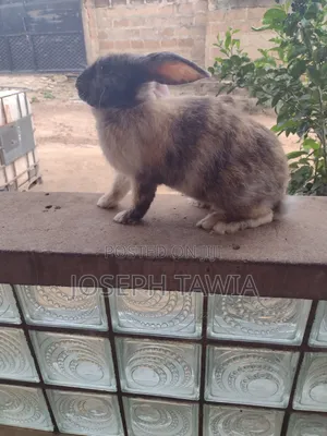 Rabbits in Ghana for sale Prices on Jiji.com.gh