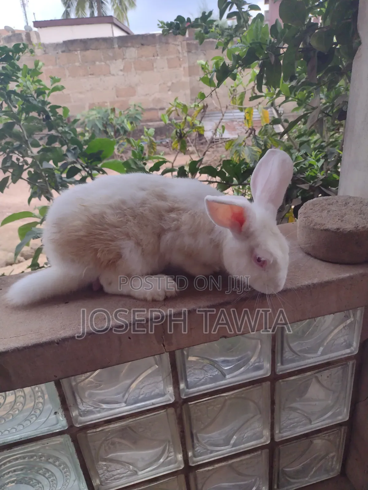 Giant Male Rabbits in Kumasi Metropolitan - Farm Animals, Joseph Tawia ...