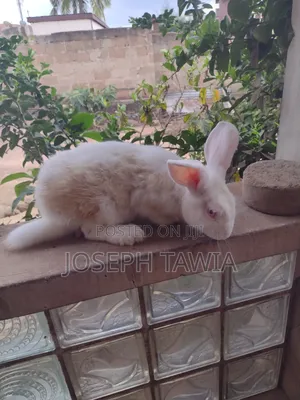 Giant Male Rabbits