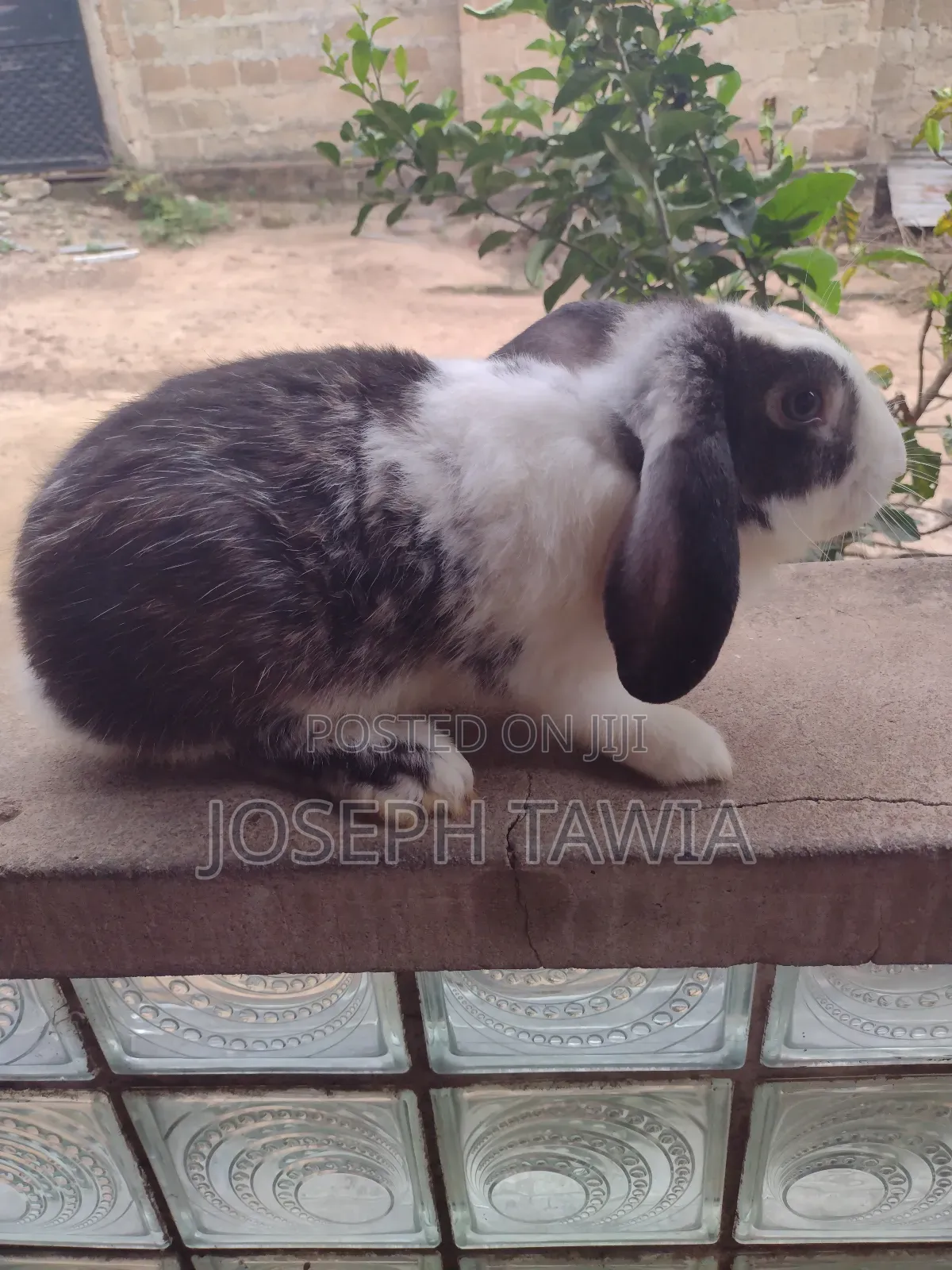 Giant Male Rabbits