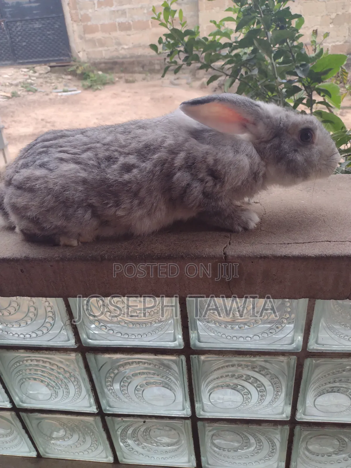 Giant Male Rabbits