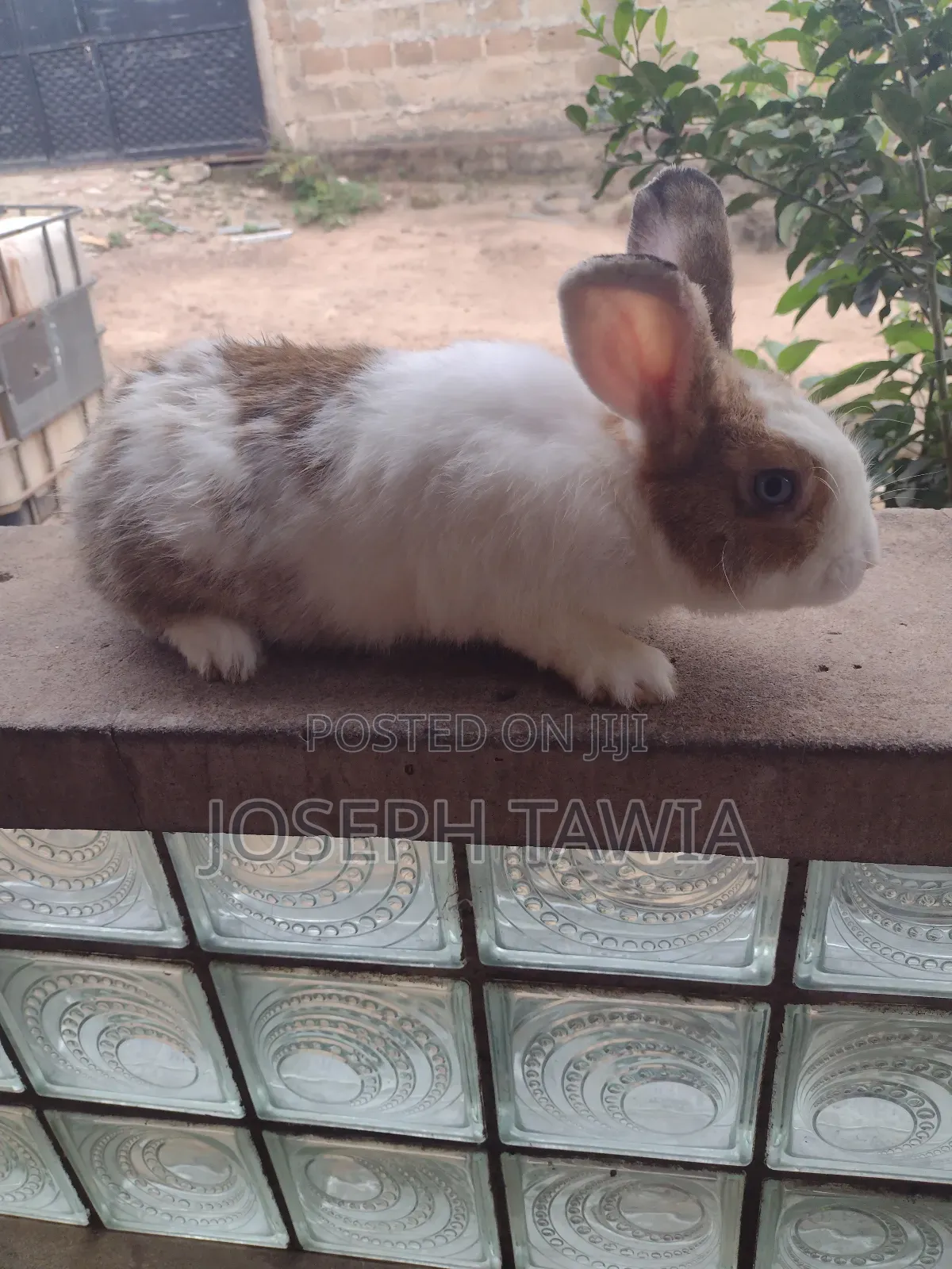 Giant Male Rabbits