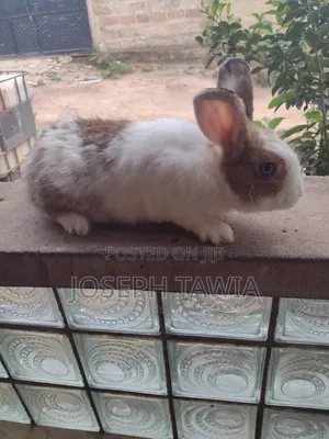 Giant Male Rabbits