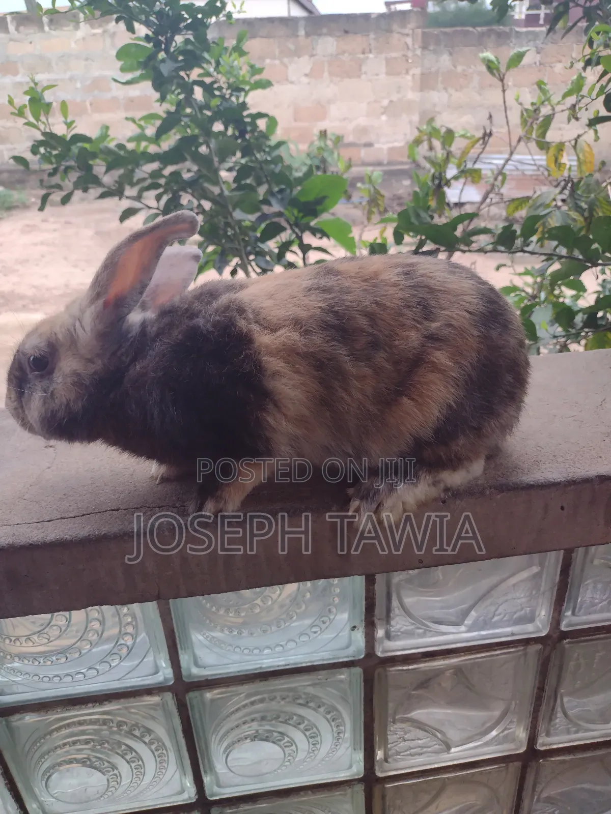 Giant Male Rabbits