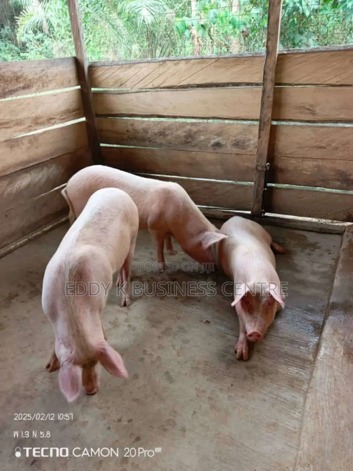 Pig and Piglet Farm