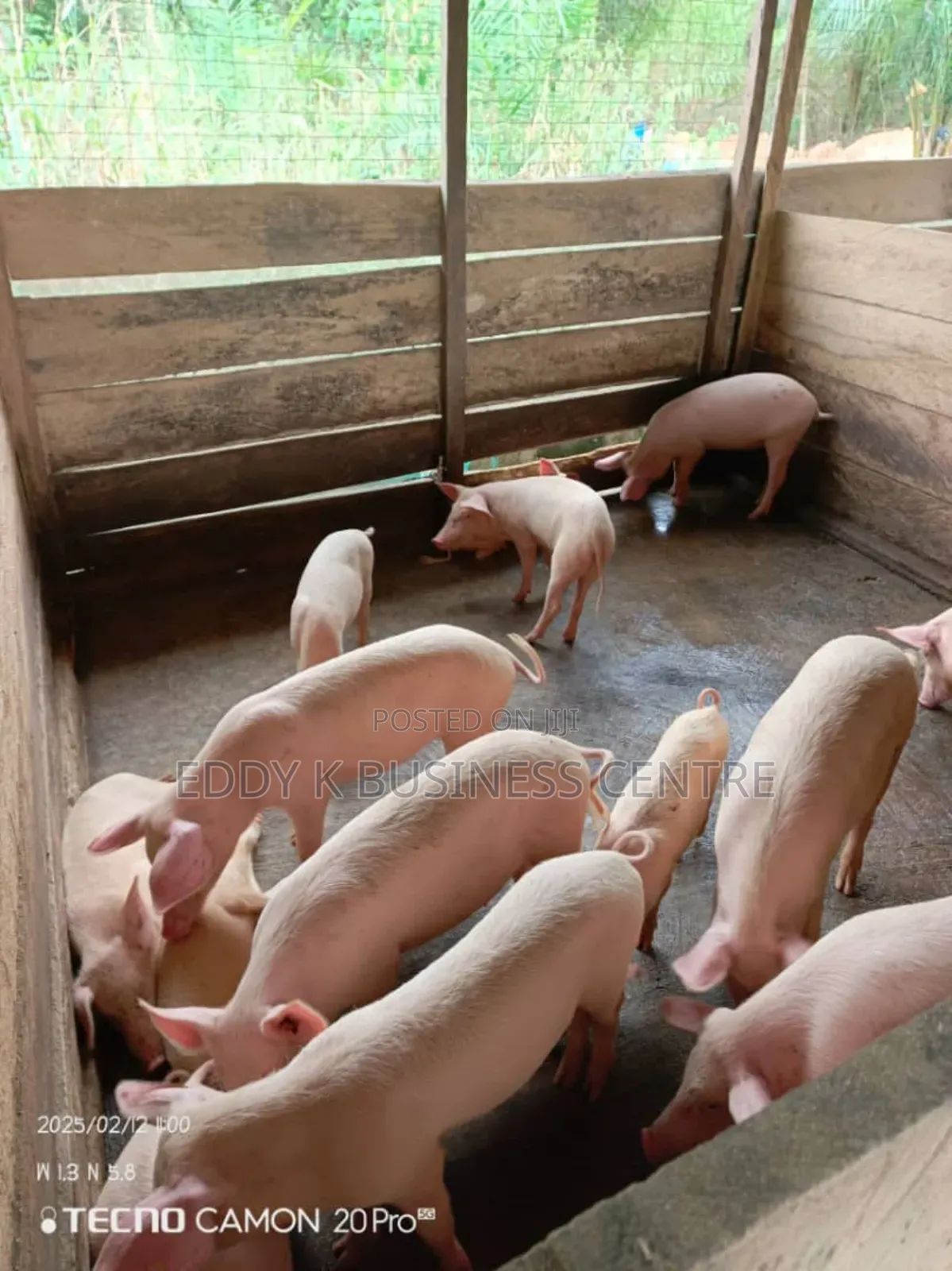 Pig and Piglet